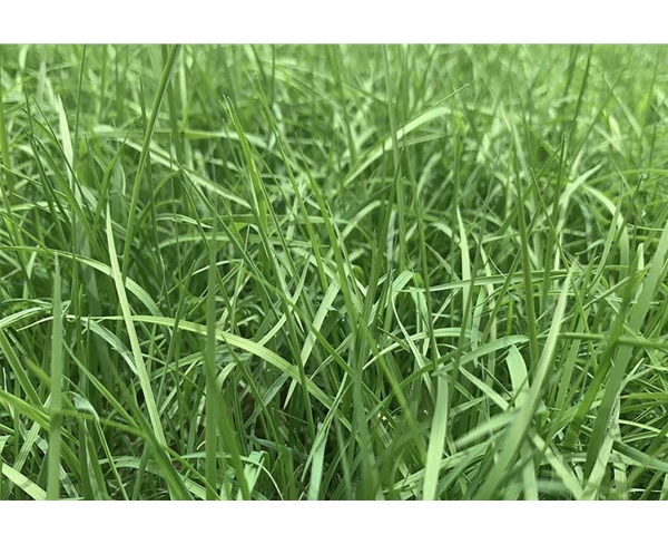 剪股颖草坪案例