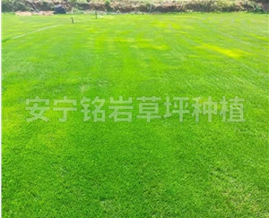 云南草坪