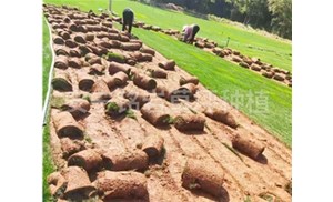 云南铭岩草坪分享绿化草坪的分类以及种植方法