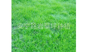 安宁铭岩草坪种植园分享草坪养护的十个方面