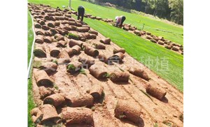 为什么草坪不会在夏天种植，而是在春秋季节种植？