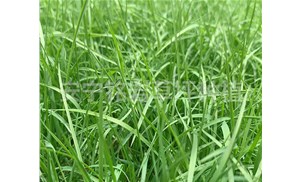 云南铭岩草坪种植园分享一年四季草坪养护三部曲