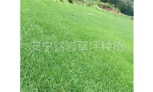 云南铭岩草坪厂家告诉你草坪种植基地如何养护？