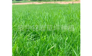 秋冬季节暖季型草坪养护管理措施