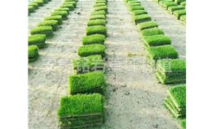 「马尼拉草坪」浇水施肥时应注意什么？