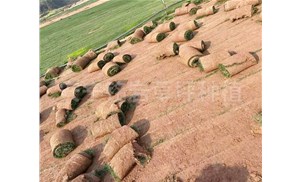 云南草坪杂草的去除方法有哪些？