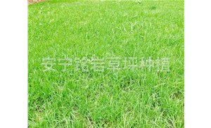 为什么草坪要进行混播？