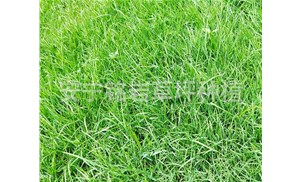 暖季型草坪混播的注意事项有哪些？