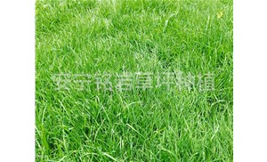 小区景观草坪的种类选择及验收施工有哪些要求？