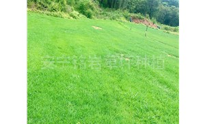 草坪绿化的佳选——剪股颖草坪