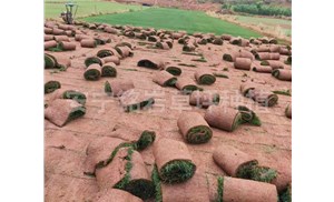 一项关于草坪和沙场对人体生理影响的研究