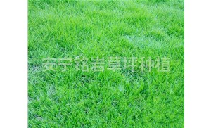 【四季青草坪】种植需要注意些什么？