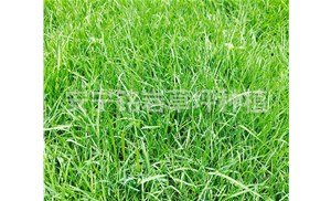 云南四季青草坪养护过程中需要注意哪些问题？