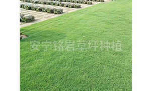 如何进行合理的草坪种植施肥？施肥方法有哪些？