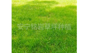 云南四季青草坪需要注意哪些细节问题？