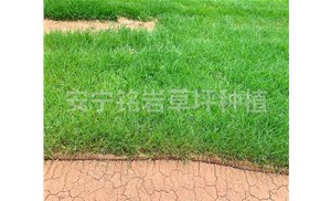 如何选择适合的季节和方法种植剪股颖草坪？云南铭岩草坪种植厂家分享