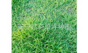 昆明马尼拉草坪的品种选择对于不同用途的影响如何？