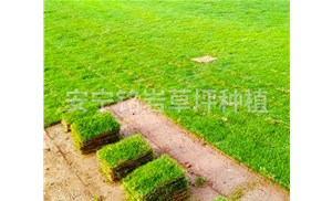 昆明马尼拉草坪绿化设计需要注意什么？