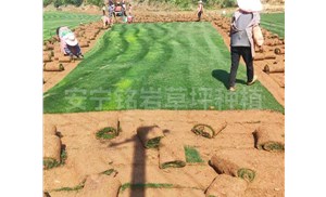 昆明草坪|种植草坪的过程中需要注意什么问题？