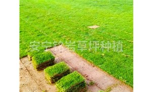 如何利用生物技术提高草坪的生长质量和抗性？【云南草坪】