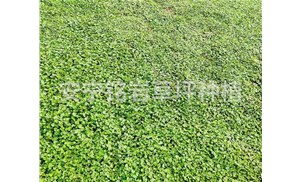 夏季草坪这些病害要注意啦【安宁草坪】