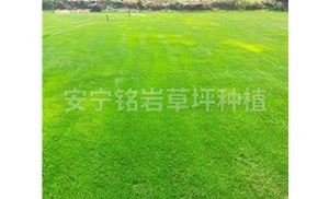昆明绿化草坪如何应对干旱天气？