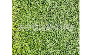 选择混播草坪的土地需要注意什么？