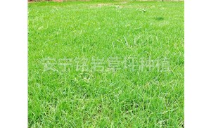 昆明四季青草坪在夏天需要注意什么？