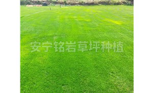 云南混播草坪适合何种地区环境条件？