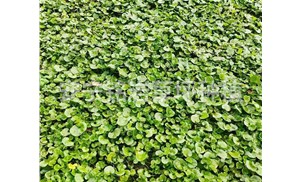 云南马蹄金草坪在城市绿化中的应用前景如何？