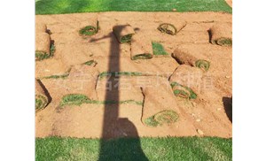 在规模化种植中，草坪基地怎样运用智能化灌溉系统实现节水增效？