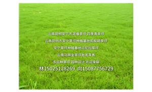 如何选择适合的草种进行绿化草坪种植？云南铭岩草坪批发厂家经验分享