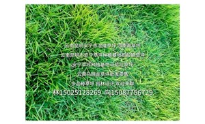 工程用绿化草坪批发价格受哪些因素影响？云南铭岩草坪批发厂家解析