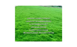 公园绿化草坪种植如何做到四季常青？云南铭岩草坪批发厂家分享实操方法
