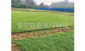 草坪种植后发黄枯萎是什么原因？云南铭岩草坪厂家分析