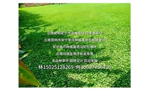 绿化草坪种植后多久可以施肥？云南铭岩草坪批发厂家分享实用养护技巧