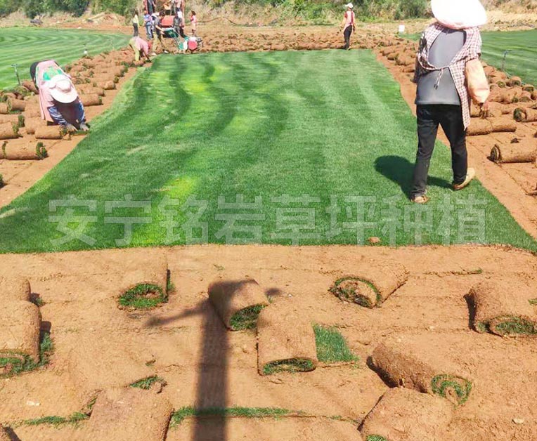 耐践踏混播草草坪