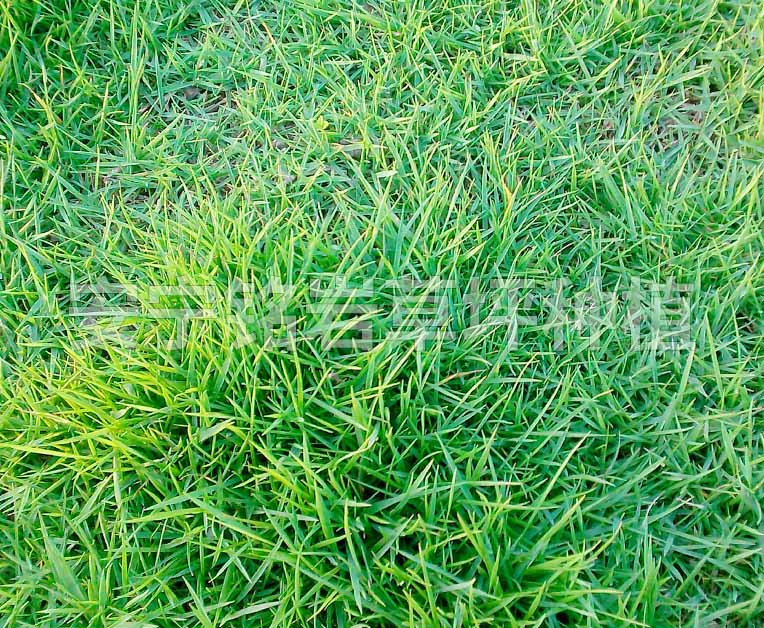 绿化带马尼拉草坪