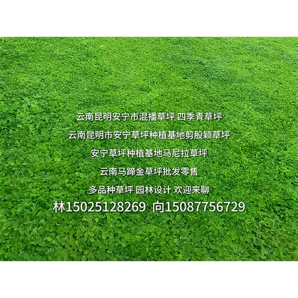 云南草坪批发