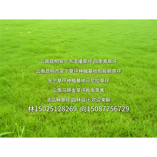 昆明草坪批发