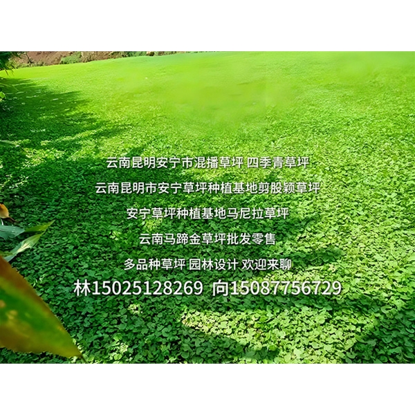 安宁草坪批发