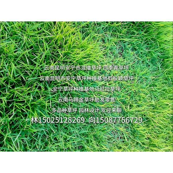 云南草坪种植批发
