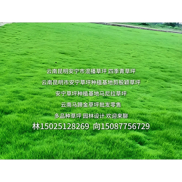 昆明草坪种植批发