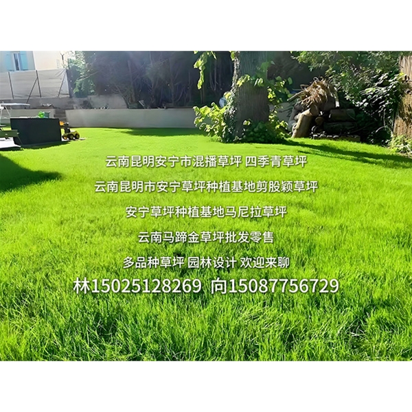安宁草坪种植批发