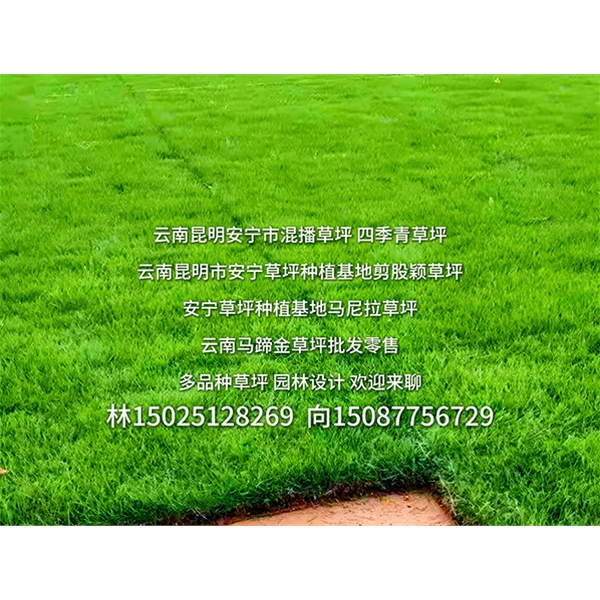 昆明草坪种植基地