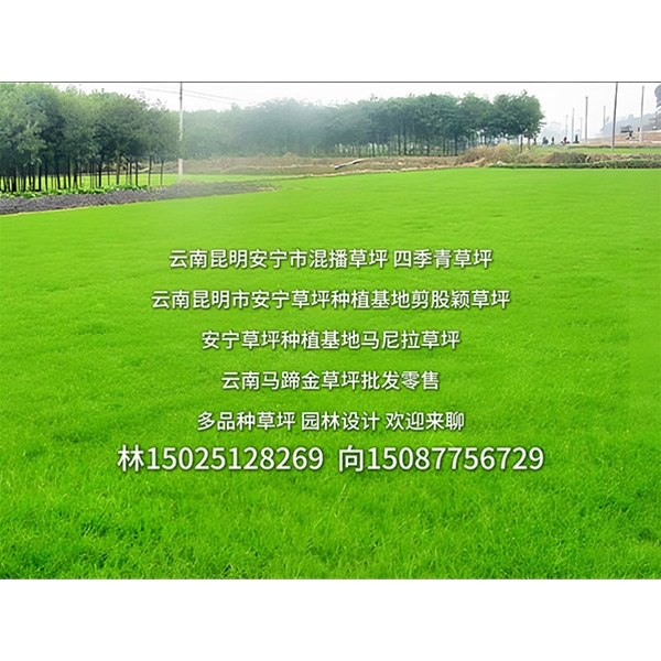 云南草坪种植基地