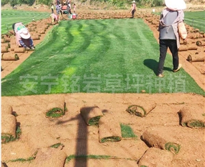 耐践踏混播草草坪