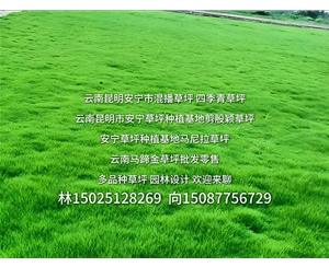 昆明草坪种植批发