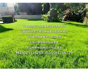 安宁草坪种植批发
