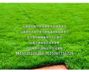 昆明草坪种植基地